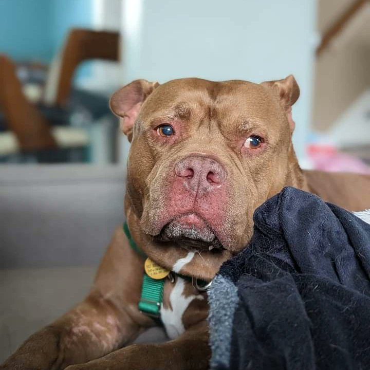 KarenSConniff's tweet image. #Mokee #CLE #OH #ADOPT Eleven year old Mokee adores company of other dogs and romps like a much younger pup during playtime. Helived with a smaller female dog previously. Indeed, he's used to living in a home. He needs some loving! tinyurl.com/meetacitydog