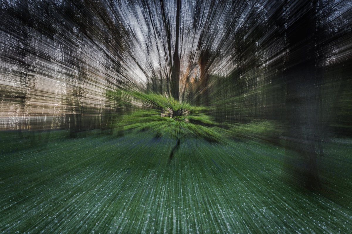 we can’t force nature… 
Searching for bluebells maybe more this week should be out soon. 

#wexmodays #fsprintmondays #APPicoftheweek #Sharemondays2023
#photohour #bluebellwalk #Arlington #sussex 
@CanonUKandIE @kasefiltersuk @OPOTY @bluebellwalk