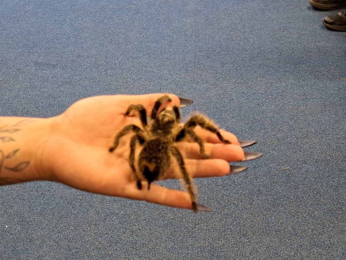 BradwayY2's tweet photo. Wow! We all had a fantastic afternoon meeting some amazing creatures.
Huge thanks to Eleanor @ZooLabUK for teaching us so much #bradway #year2 @BradwayScience https://t.co/H4fCqjf1sB