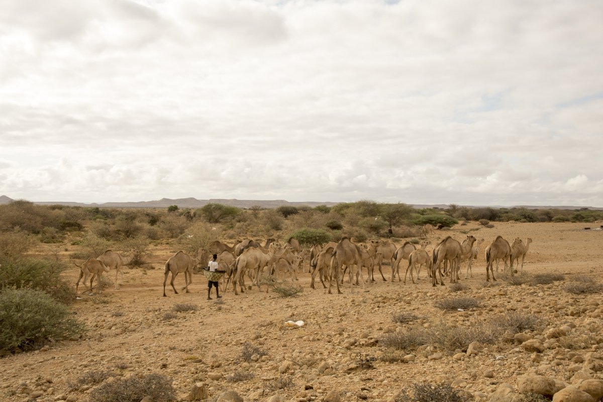 World Weather Attribution tweet media