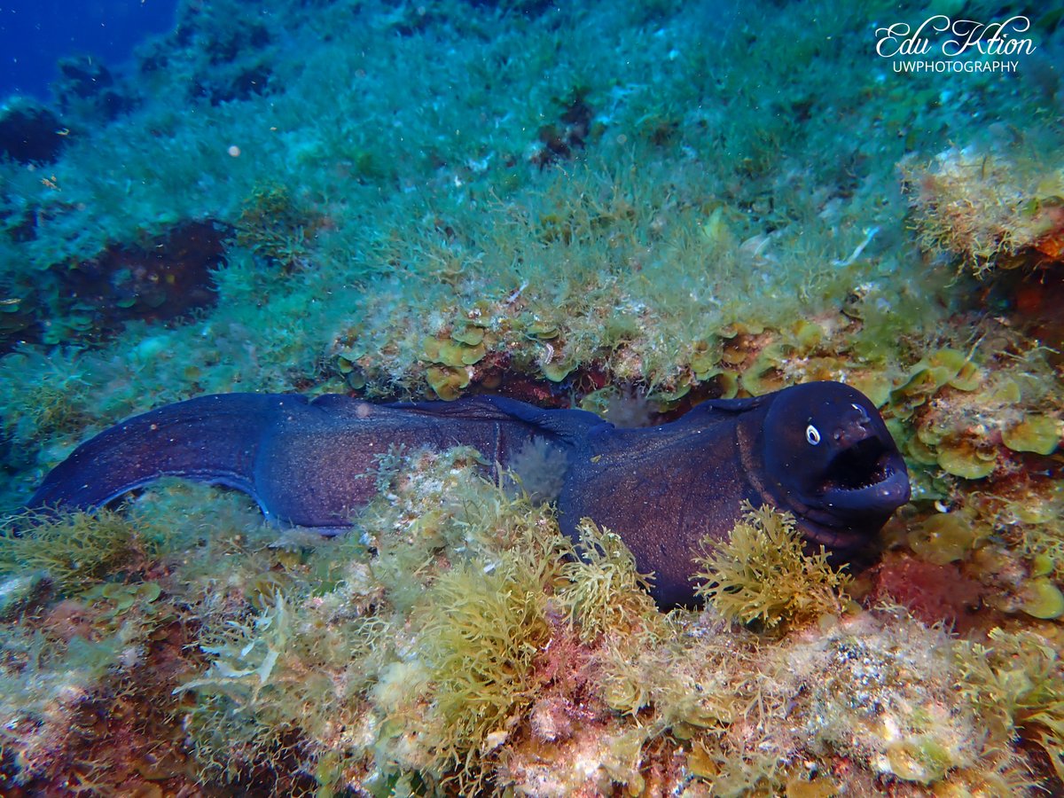 KtionEdu's tweet photo. Morenas negra (Muraena augusti)
Moray eels (Muraena augusti)
#explore #padi #scuba #scubadiving #snorkeling #ocean #sea #sealife #lifestyle #nature #discovery #nationalgeographic #amazing #fun #photography #underwater #uwphotography #fecdas #buceo_canarias #dive_canarias https://t.co/UFsJCxtD7f