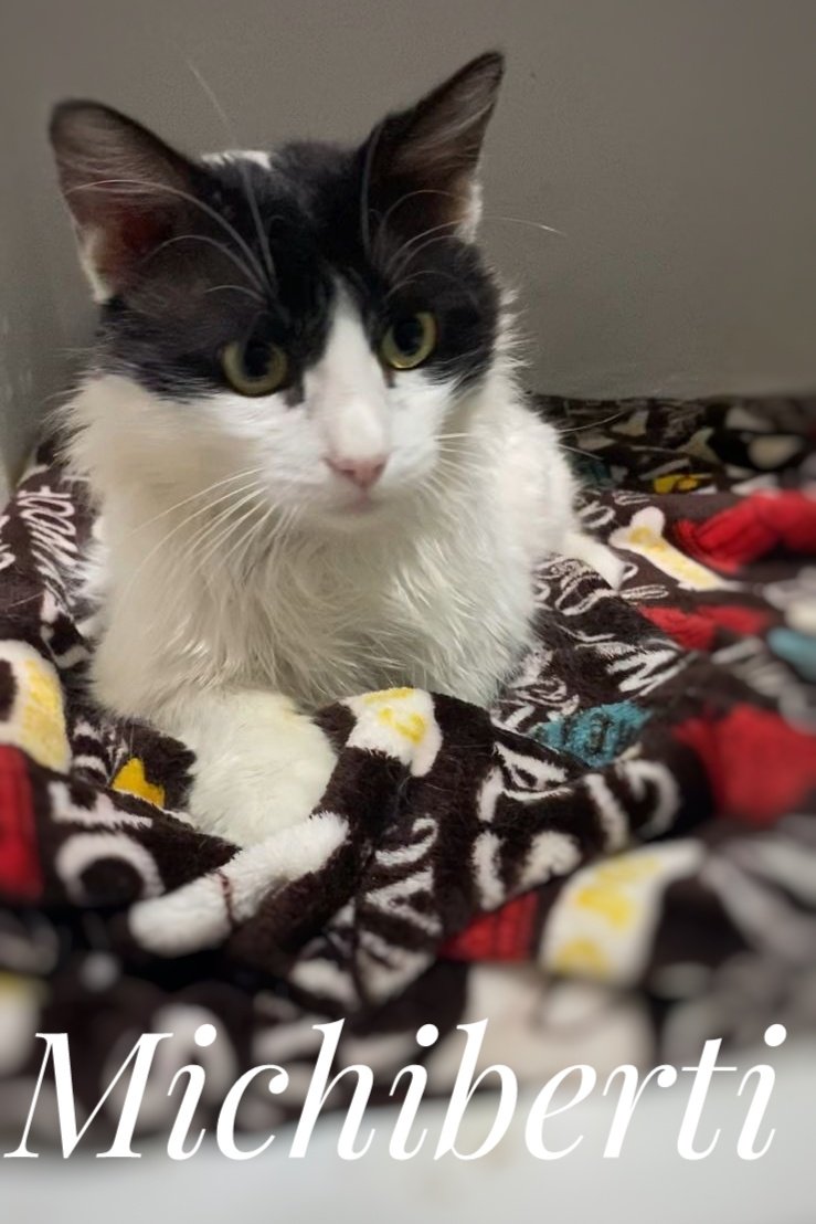 Es bello y súper bien portado, sociable, cariñoso le gusta que lo carguen Michiberti está en espera de un hogar se entrega desparasitado esterilizado vacunado y a domicilio Conocerlo es quererlo 🥰
<a href="/JudithMedrano/">Judith Medrano</a>
<a href="/AVISOSMTY/">AVISOSMTY</a>
<a href="/AtentosMTYSur/">Atentos Mty Sur ¡vecinos en acción!</a> <a href="/JudithMedrano/">Judith Medrano</a> <a href="/ctcastelo/">Claudia Tapia Castelo</a> <a href="/grosasmad/">Ba´alzemon</a>