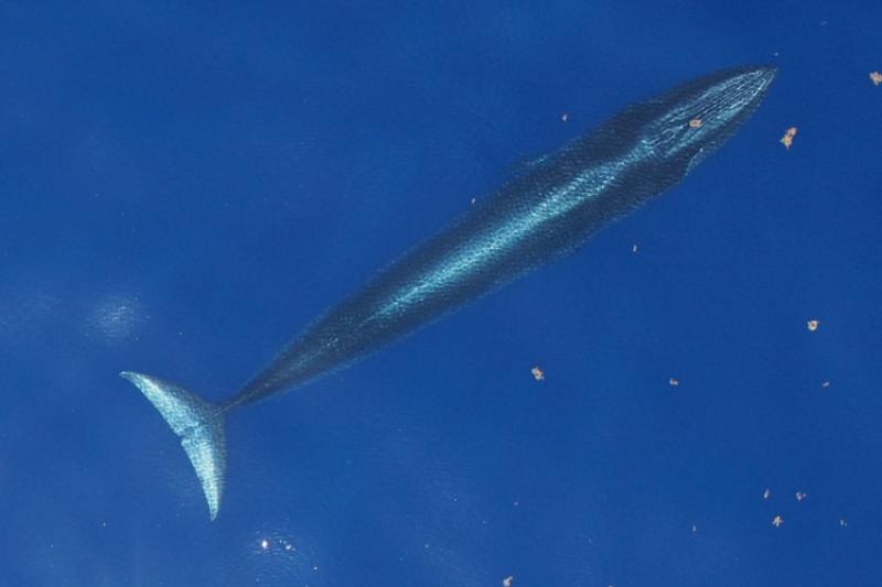 NOAA Fisheries tweet media