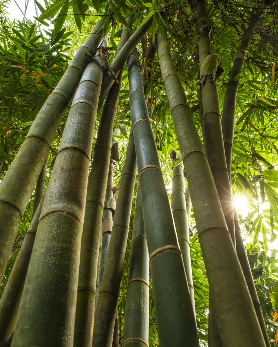 Do you see the sunlight peeking through the leaves as we look up at the bamboo? 🎍 Bamboo can grow up to 20m high, which is equivalent to over four London double-decker buses! 🚌 Summer is certainly on its way, and some exciting things are on the horizon... 🤫