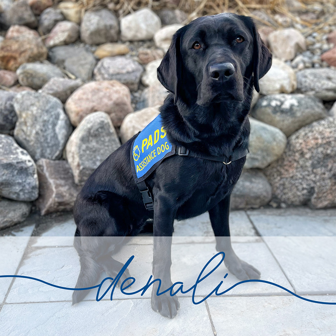 PADSdogs's tweet image. Earlier this month our team in Calgary welcomed Denali II to Advanced Training. Please join us in congratulating her on this achievement and in wishing her the best on the next stage of her journey! #LifeInTheBlueVest #PADSDogs #PADSCalgary