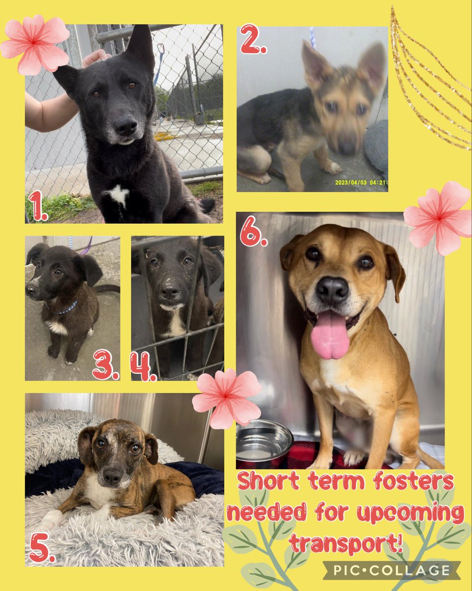 Fort Bend Animal Services tweet media