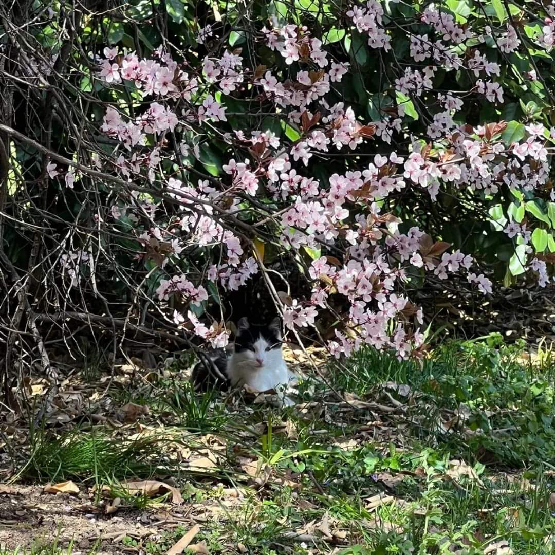 🌼🌺 GATITOS PRIMAVERALES

Qué bonito está el parque y qué bien le sienta la compañía felina 😻

¿Quieres echarnos una patita para seguir cuidando de los michitos? Te contamos cómo:

💚 Ayúdanos a seguir ayudando por 1€ al mes: teaming.net/asociacionagar…