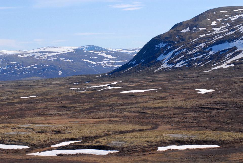hermanusdejongh's tweet image. #Dovrefjell and #muskox,  Norway