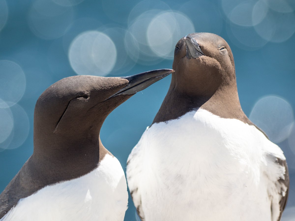 Next up is Ivor Rackham. We are pleased to be featuring one of Amble Photographer, Ivor's distinctive sea bird photographs in the show.

Ivor Rackham is a professional photographer, trainer, and writer based in Amble. 

All Images Copyright Ivor Rackham 2023.