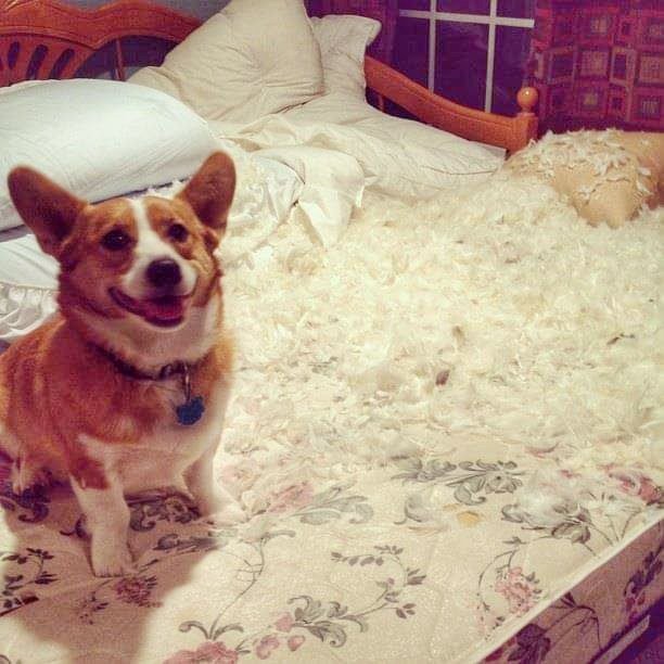 HenryCorgi's tweet photo. The late great Henry at two years old helped make the bed. https://t.co/SmGKHLjQTP