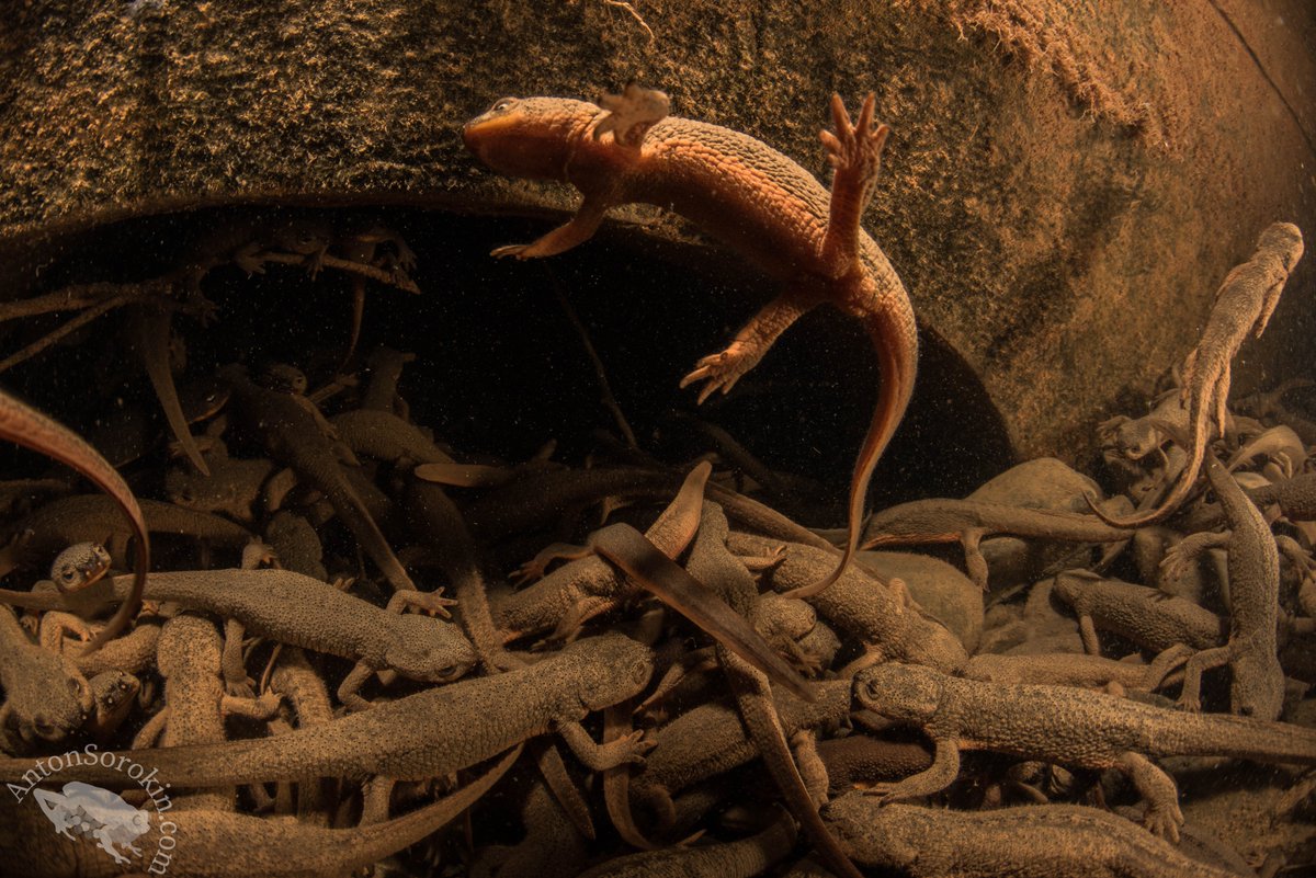 I finally did it!!  I've photographed all 4 species of Pacific newt underwater and it makes me unreasonably happy!  

Sierra Newt (Taricha sierrae), California newt (T. torosa), red bellied newt (T. rivularis), rough-skinned newt (T. granulosa).