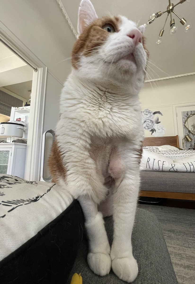 SqueakyMissD's tweet photo. Are there any humans here experienced in dealing with post-surgical seromas in cats? Doc said it should get re-absorbed over the next few weeks. Is there any way I can help this drain faster?
#CatsOfTwitter🐈
#Gingerlicious🧡
#CancerWarrior🤺
#VetTwitter https://t.co/F4PE8n6s7I