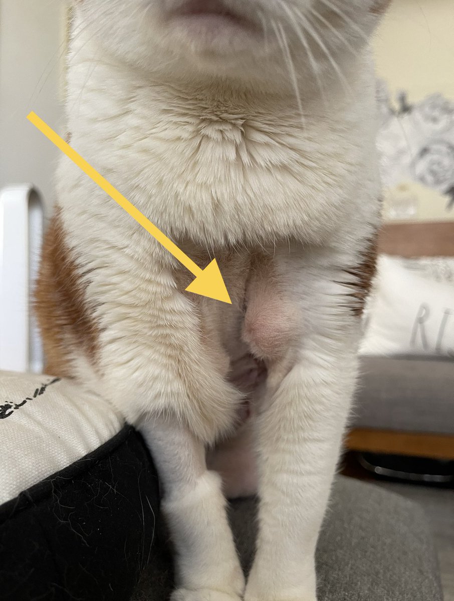 SqueakyMissD's tweet photo. Are there any humans here experienced in dealing with post-surgical seromas in cats? Doc said it should get re-absorbed over the next few weeks. Is there any way I can help this drain faster?
#CatsOfTwitter🐈
#Gingerlicious🧡
#CancerWarrior🤺
#VetTwitter https://t.co/F4PE8n6s7I