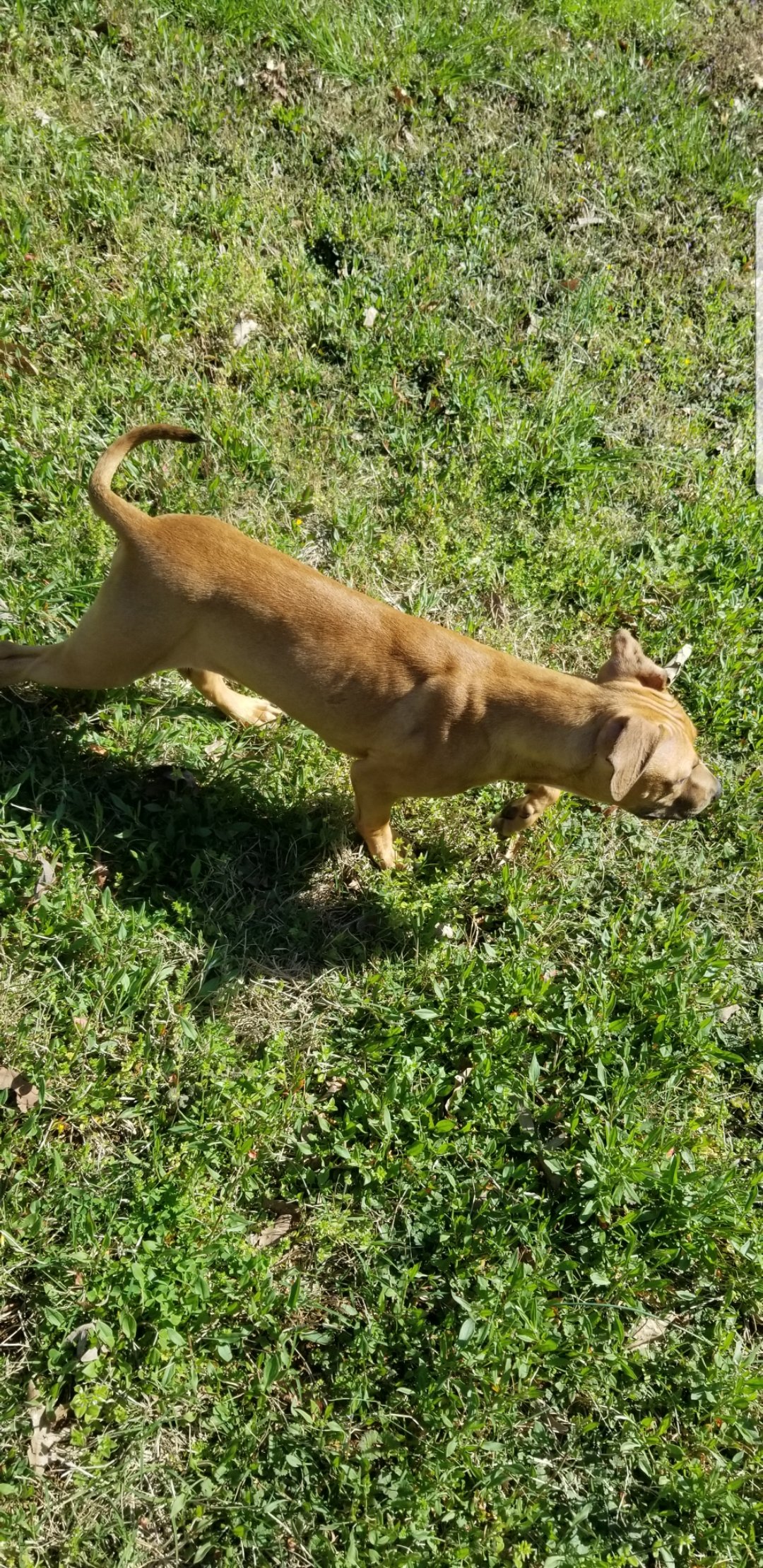 Boyles pitbull for sale sales