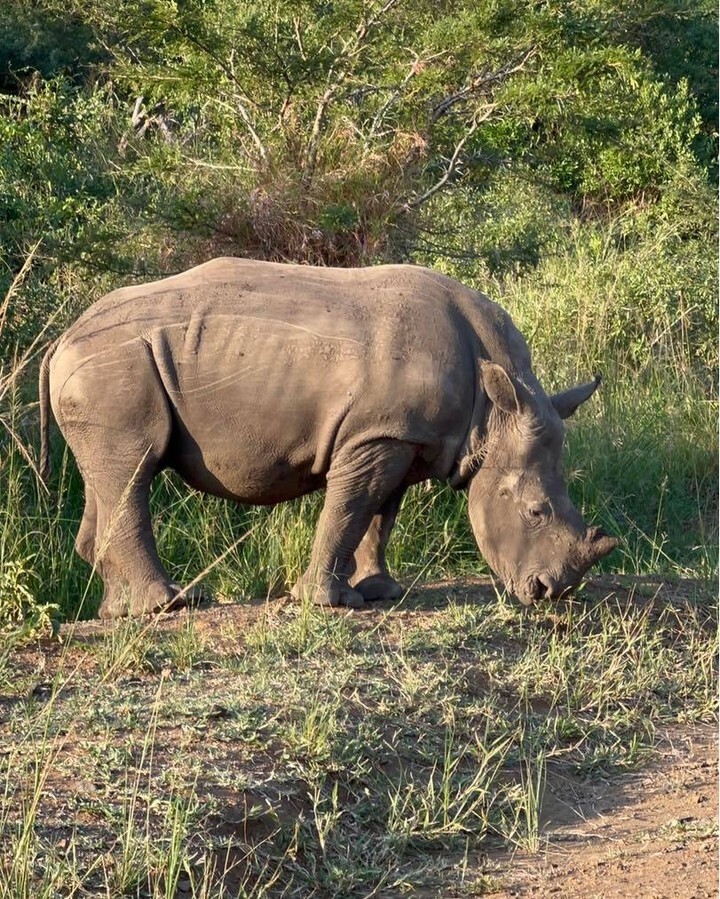 SOASafaris's tweet photo. New generation! Due to poaching concerns, we try to keep the locations of rhino we photograph a bit of a secret. This was from last year but alas, you still get the vague “South Africa.” Such beauties - White Rhino!
Cellphone pic by Toby Brown of Sights … https://t.co/uxTcKot3cJ https://t.co/pfvwGV8XRr