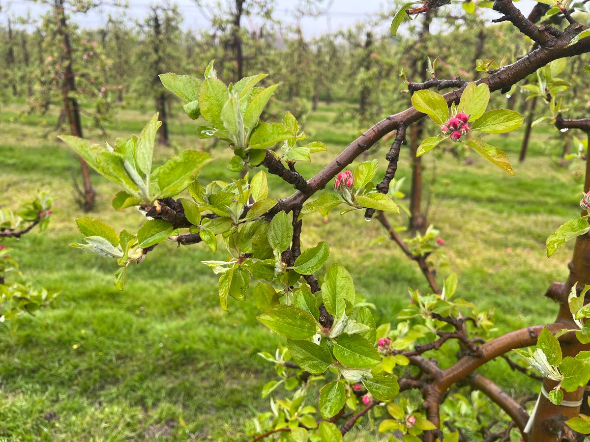 Pear blossoms affected by the March frost, plus pear sucker (Psylla pyri) building up. And 2022 heat stress playing out in this year’s top fruit, with blind buds in apples too #pears #apples #weather