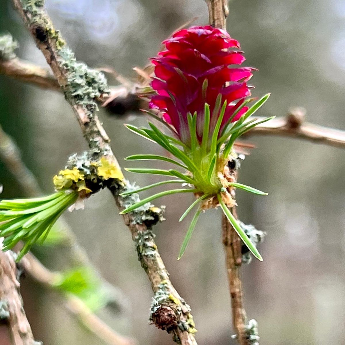 StephsUrbanFizz's tweet photo. Blossoms in the forest at Little Rollright. #BlossomWatchComp 
🌸 https://t.co/Xnmqqb5xW8