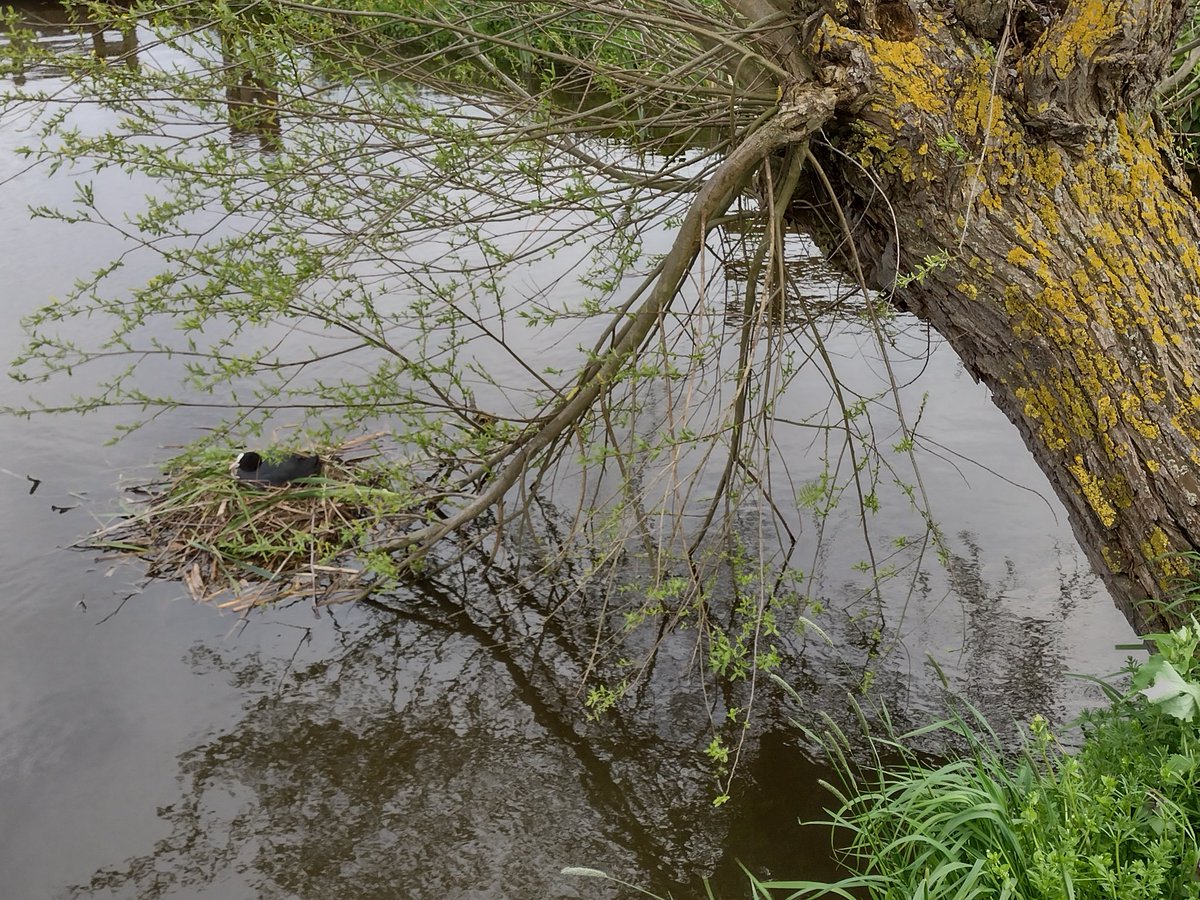 Ook een gebroken tak van een #knotwilg heeft nog een functie