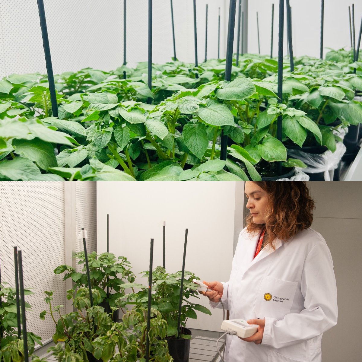 These 🥔🥔😍😍 beauties are ready for some wet weather🌊🌊🌊! Waterlogging experiments underway at <a href="/UU_Plants/">UU_Plants</a> for the next step towards molecular characterization of our favourite genotypes <a href="/NttlR/">Natalia Rodriguez-Granados</a> <a href="/R_Sasidharan/">Rashmi Sasidharan</a>