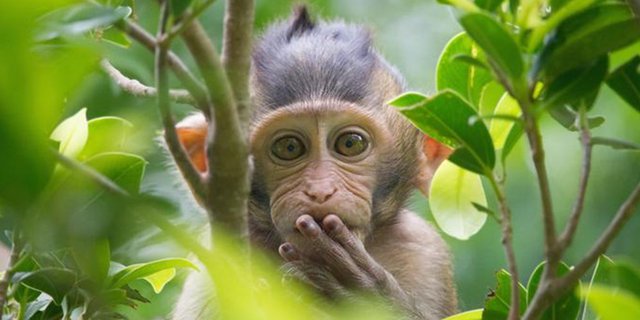 If a monkey's mother says the monkey is beautiful, you must be another monkey to try to dispute her assertion. Unless you are a frog, you can't say a froglet doesn't know what it wants. Just thinking🤔