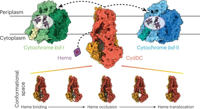 Nature Chemical Biology (@nchembio) on Twitter photo A new paper from <a href="/SafarianSchara/">Safarian Lab</a>, <a href="/MiChAeL_900922/">Di Wu</a>, <a href="/AhmadRezaMehdi1/">Reza Mehdipour</a>, @mpibp characterized the conformation landscape of the bacterial ABC transporter CydDC revealing it as a long-sought heme transporter essential for the functional maturation of bd-type cytochromes. Open access A new paper from <a href="/SafarianSchara/">Safarian Lab</a>, <a href="/MiChAeL_900922/">Di Wu</a>, <a href="/AhmadRezaMehdi1/">Reza Mehdipour</a>, @mpibp characterized the conformation landscape of the bacterial ABC transporter CydDC revealing it as a long-sought heme transporter essential for the functional maturation of bd-type cytochromes. Open access