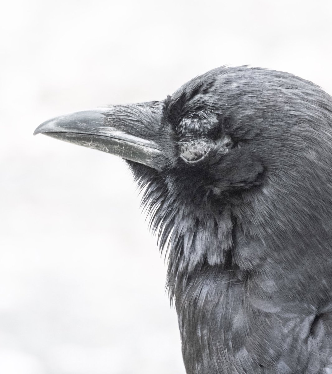 Advice needed!!!
Mr Walker, who was fine yesterday, appeared this morning with this eye injury.
Any bird rehabbers out there have an idea of what it is and if there’s anything I can do to help??
#walkerscrows #birdrehab @WRAofBC