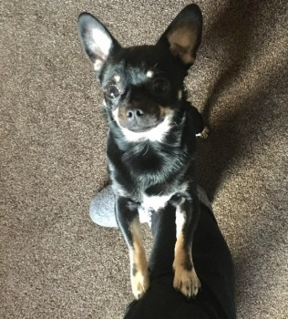 REGGIE HOME SAFE. THANKS FOR RT's 😊🐕🐾

🆘15 APR 2023 #Lost REGGIE #ScanMeYOUNG  NERVOUS Black & Tan Chihuahua Male Bacup Old Road #Weir #Bacup #Lancashire #OL13  what3words location is thudded.thrillers.town doglost.co.uk/dog-blog.php?d…