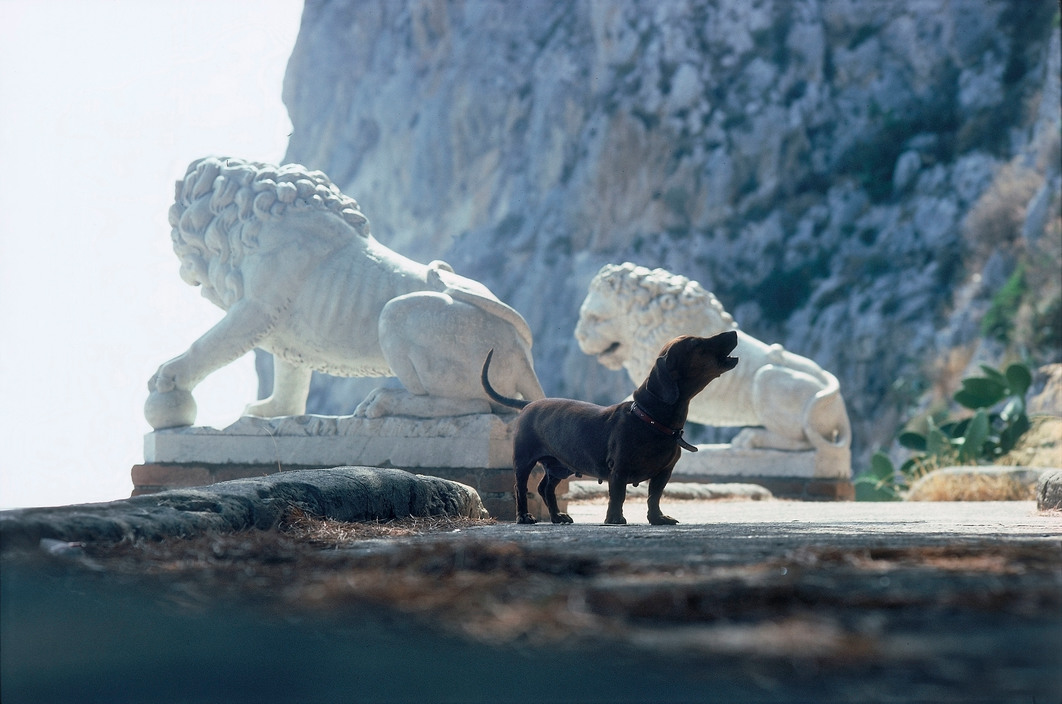 Capri, Elliott Erwitt, 1977
#capri #elliotterwitt #erwitt #isoleminori #dog #cane #isoleminorifoto