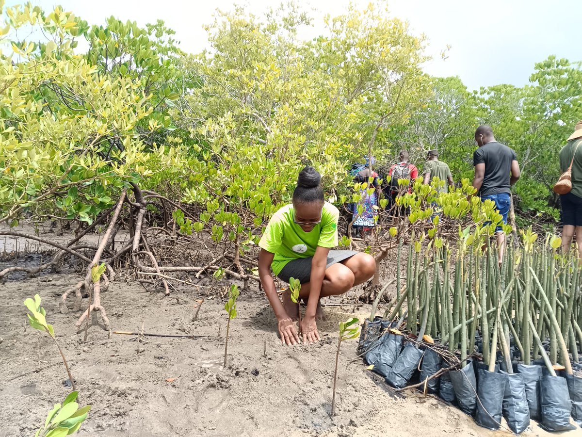 In partnership with @KCCGP_, we managed to plant 10,000 mangroves at #Kidundu A considerable investment for our planet to mark the #worldearthday2023 #InvestInOurPlanet #GROWithUs