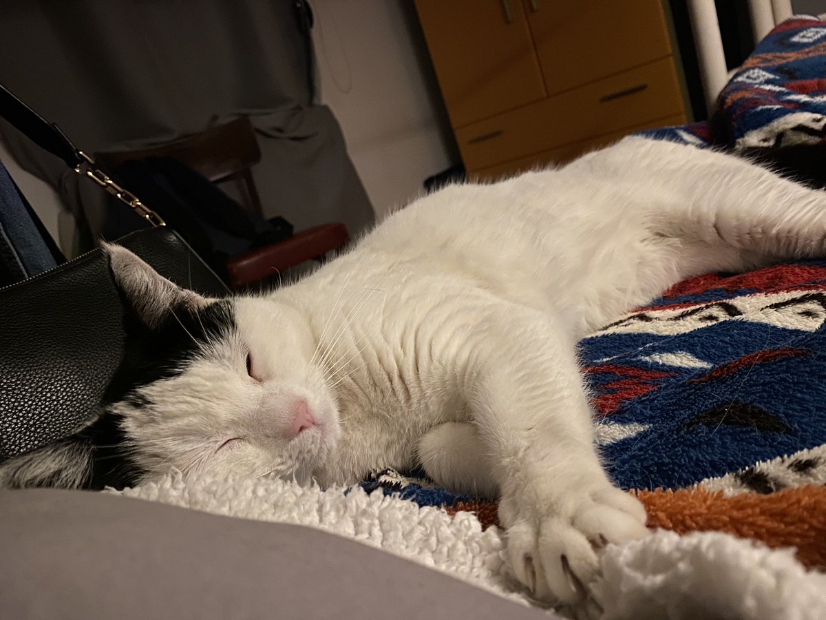 esigo che mi usciate le foto dei vostri gatti😾