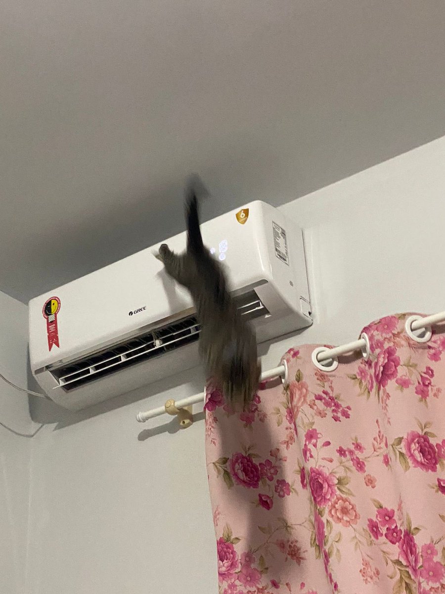 A saga de um gato em duas partes…