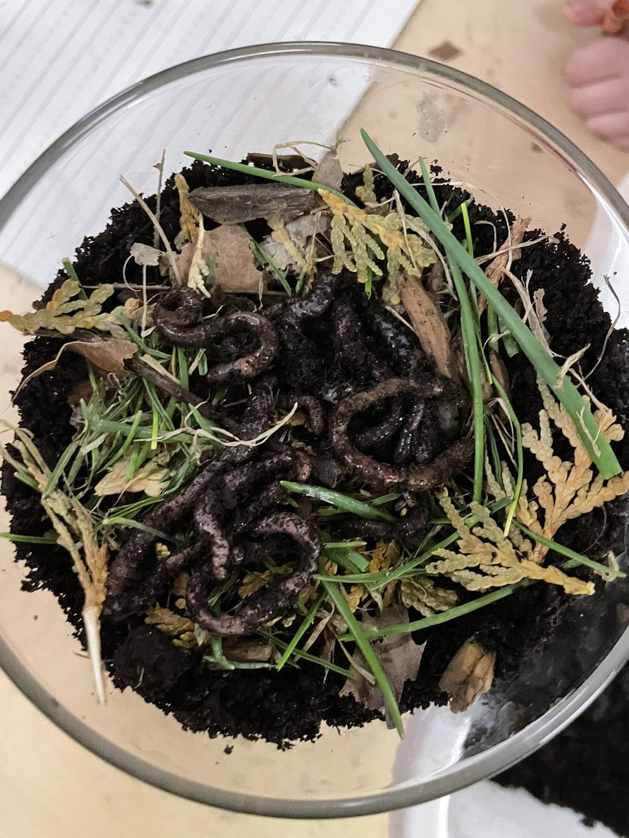 MrsVachonRECE's tweet photo. We researched how to make a worm farm. We discovered that worms needs sand to help breakdown their food because they don’t have teeth. We layered soil, sand and dry leaves. Last we covered the jar with dark paper. We can’t wait to see the worm tunnels! https://t.co/TWvxYemuTE