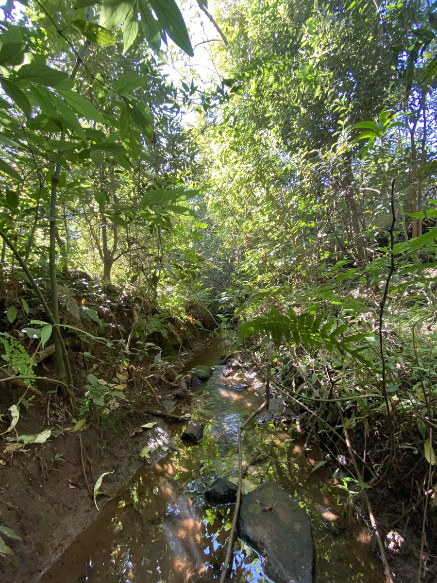 emanuel_cararo's tweet image. Field and lab work Monday! Preparations for a study to test the effects of emergent pollutants on Phylloicus' foraging activity. Science in action! #microcosmos #emergentpollutants #freshwater