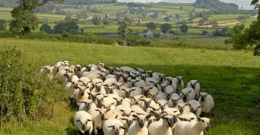 WED 10 MAY 2023 AT 9.00AM

NSA Sheep South West 2023
Petershayes Farm, Yarcombe, Honiton, Devon EX14 9LW
Come along and say hi to our friendly team at our NSA Sheep South West stand