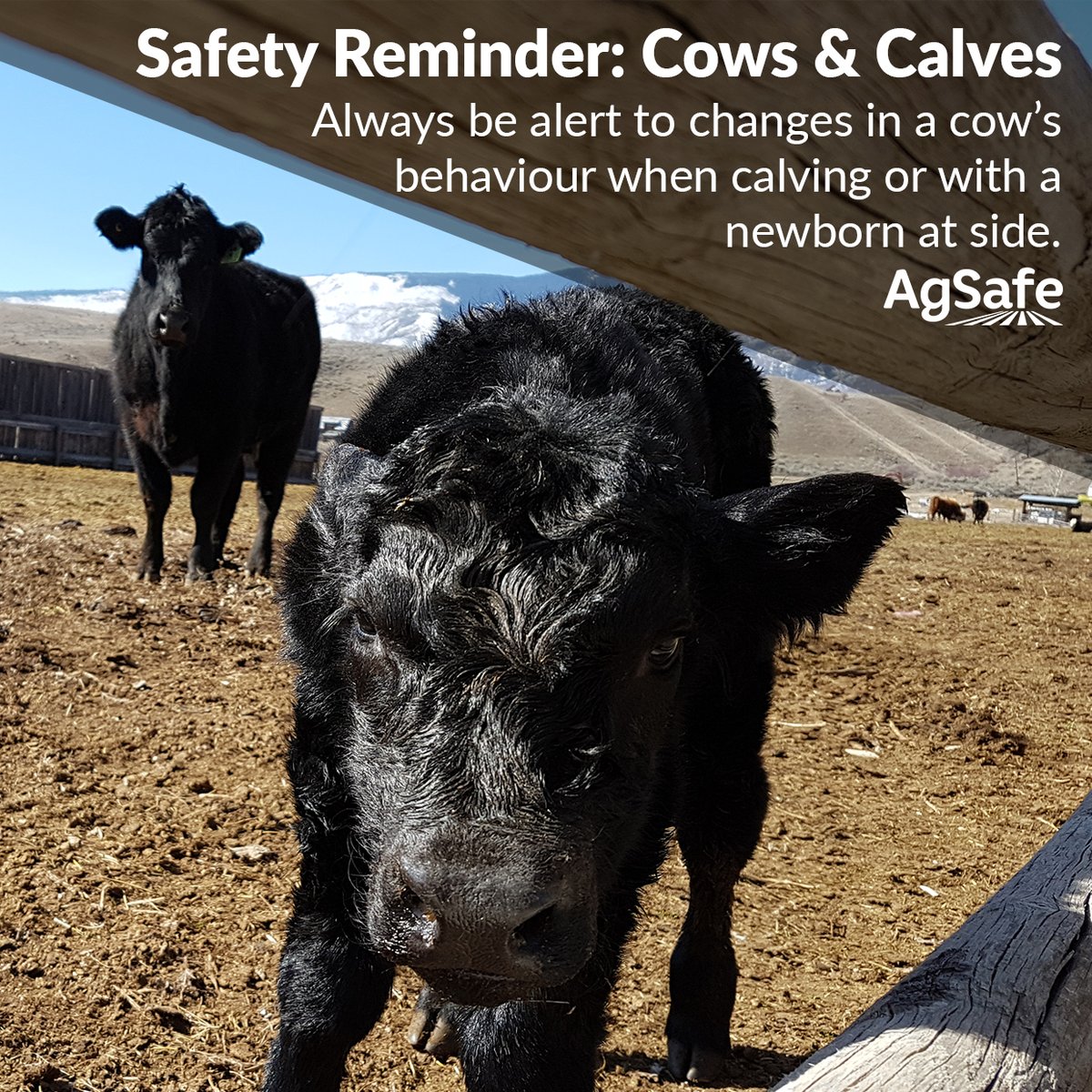 FarmMedicine's tweet photo. HICAHS: "RT @AgSafeBC: Calving cows can be unpredictable. Every year a cow may behave differently. Be aware and alert. Look for behaviour changes and let other workers know.
#farmsafety #BCranching #safeanimalhandling https://t.co/KPnbVX6qyr"