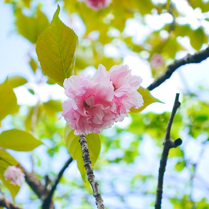 Twitterのコスプレ画像50