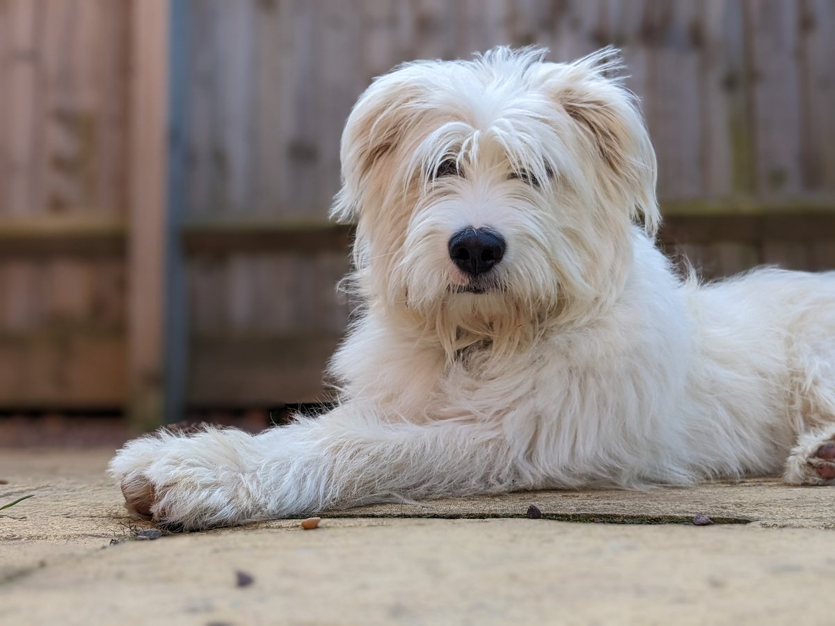 Kimchapman96's tweet photo. @Battersea_ Our rescue pup @BertieRommi22 has a heart shaped nose 😍 https://t.co/jn0woJGFD0