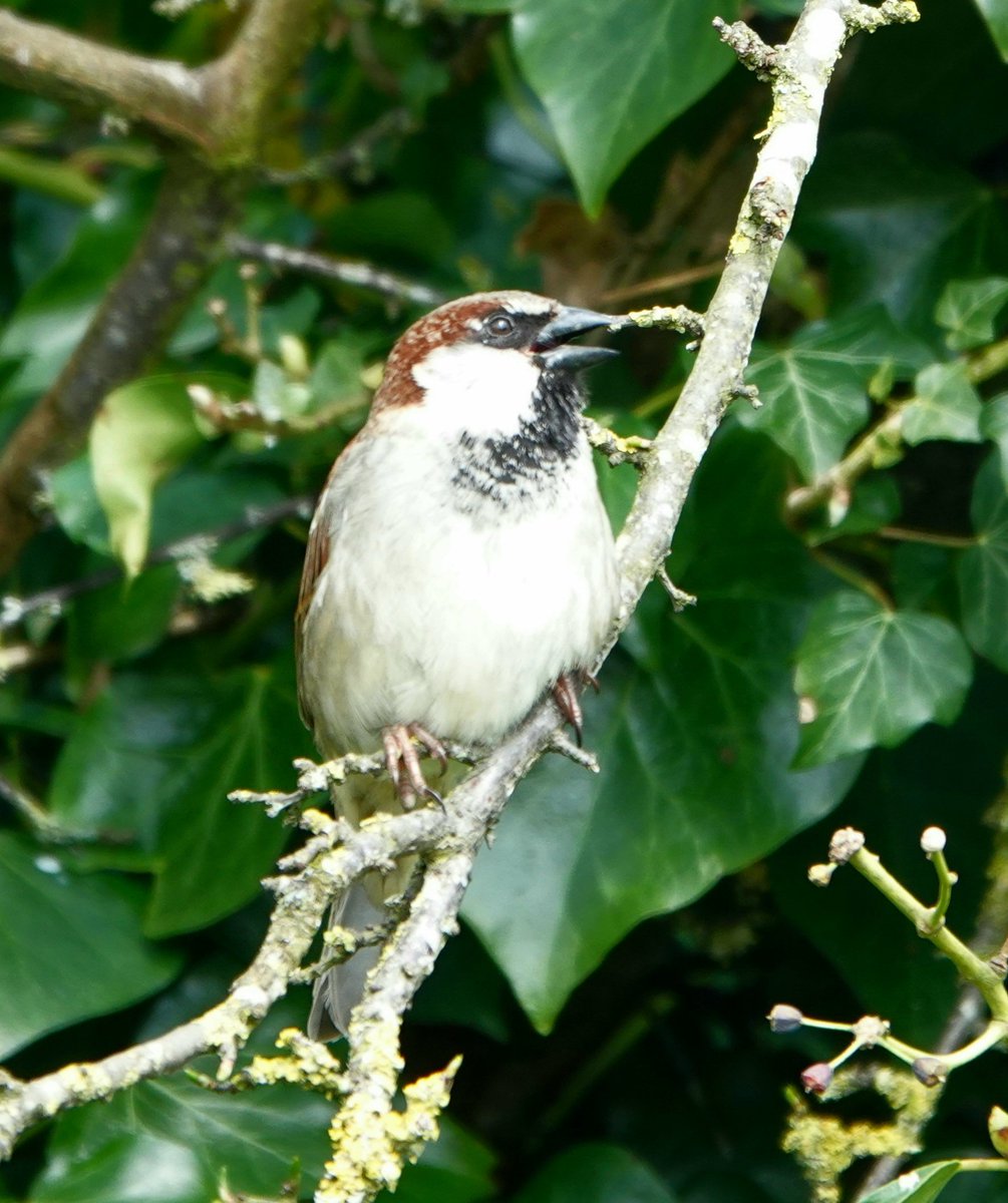 House sparrows @althorpestate
We have some areas across the estate where these once  common birds have a hold. Often associated with buildings and humans the humble house sparrow has declined over the last 70 years along with tree sparrows.
Conservation@althorp.com #sparrows