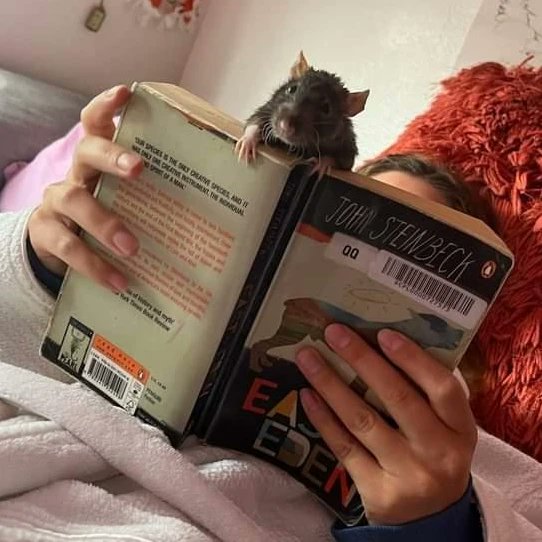 good_rats's tweet photo. Mozzy doesn't like reading, or at least not when her human does it, because that's valuable attention that could be on her instead.
(IG:elliekohn) https://t.co/wBH8a2rNuc