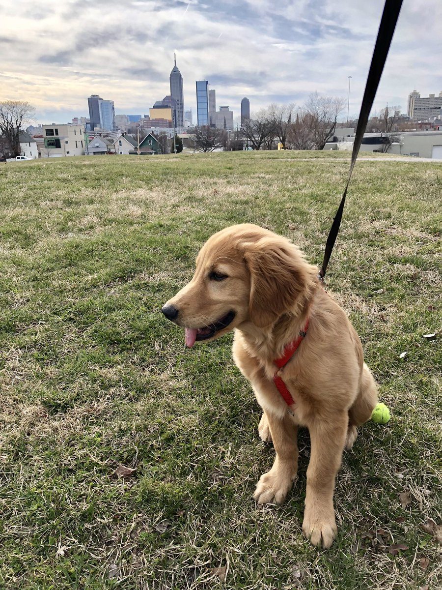kplines's tweet photo. @Delta Rosie loves Indianapolis, especially when @Delta gets me home in time for a walk! https://t.co/mAZPthzVc9
