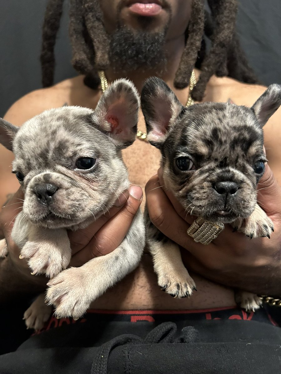 JayQue318's tweet image. Ima Make Em Believe 🏆 🐾

@noblepedigreedoghouse 

#Gaia x #GMoney Litter #Madam #JungBlow #heisenberg #Him #NoblePedigreeDogHouse