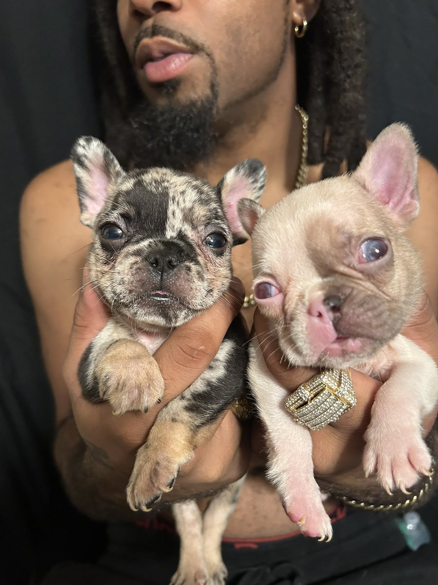 JayQue318's tweet image. Ima Make Em Believe 🏆 🐾

@noblepedigreedoghouse 

#Gaia x #GMoney Litter #Madam #JungBlow #heisenberg #Him #NoblePedigreeDogHouse