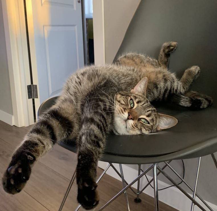 Why you should have a cat (@shouldhavecat) on Twitter photo 