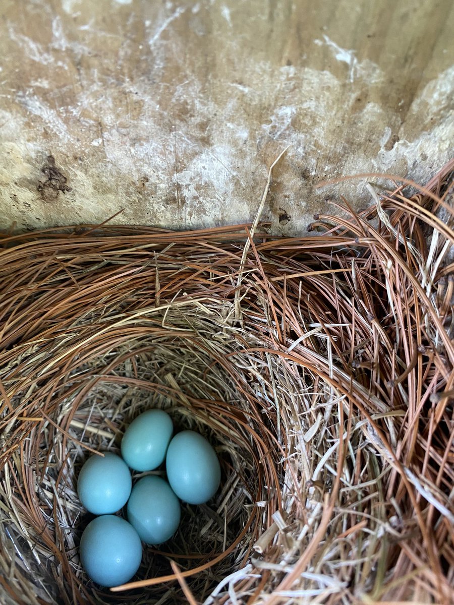 LAES_Sra. Bachelet tweet media