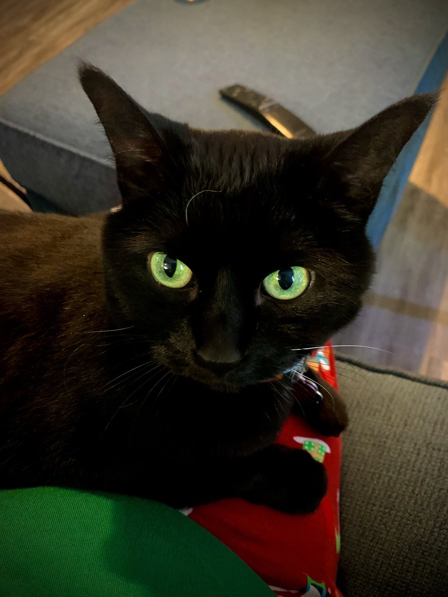 Baby green eyes strikes again! #CharlieTheCat #CatsOfTwitter