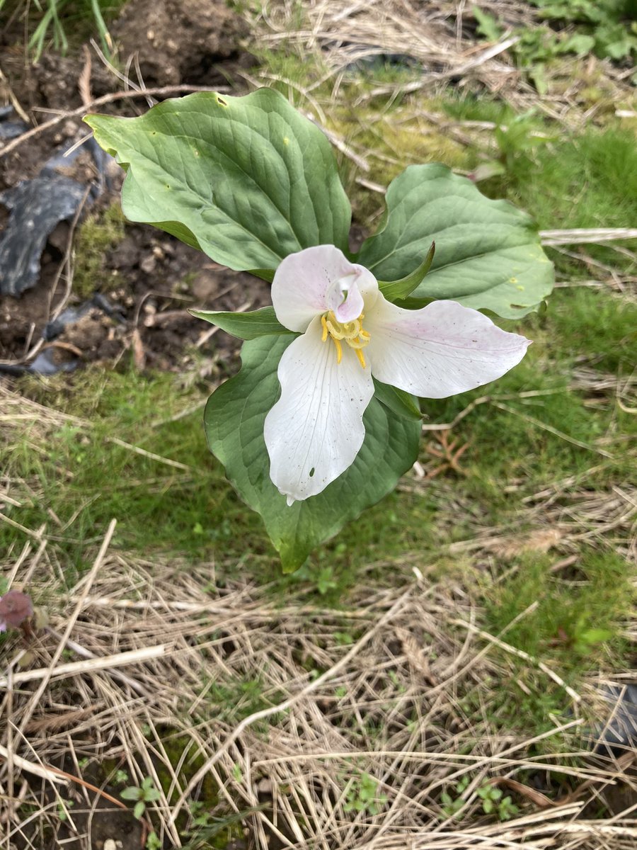 The trillium was first recorded by the Lewis&amp; Clark expedition.