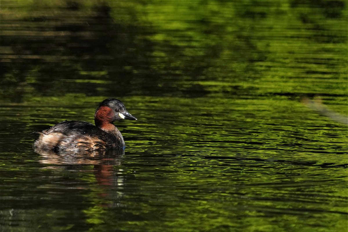 WildlandFocus's tweet photo. Dapchick in prime breeding attire at the Botanic Gardens Dublin 

#Ireland #ThePhotoHour 
#wildlifephotography https://t.co/RW6yp47G2m