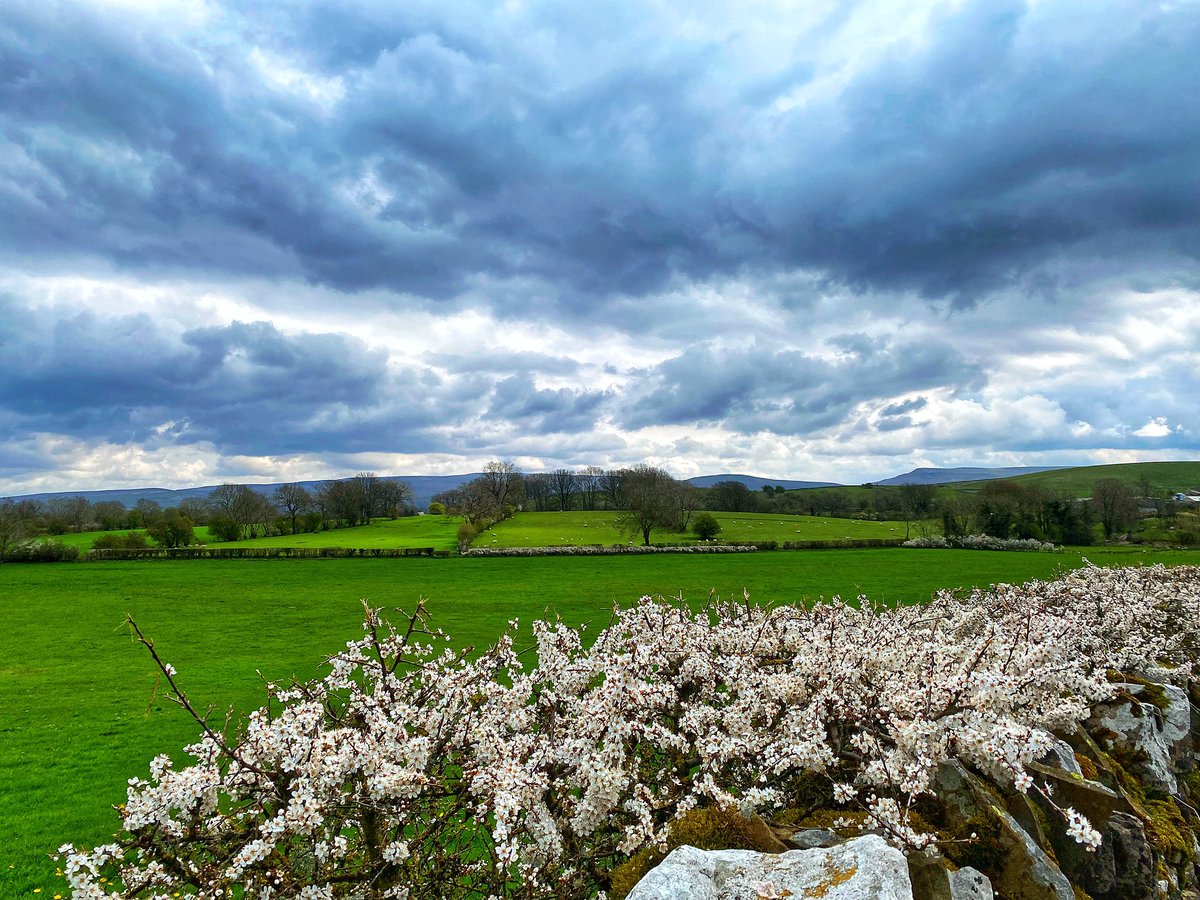 oldcrofthouse's tweet photo. #springwalking #naturewalk #blackthornblossom #NatureBeauty #redsquirrel #wildlife #amazingviews #northpennines #wildboarfell #westmorlanddales #YorkshireDalesNationalPark https://t.co/vY62UDZSXo