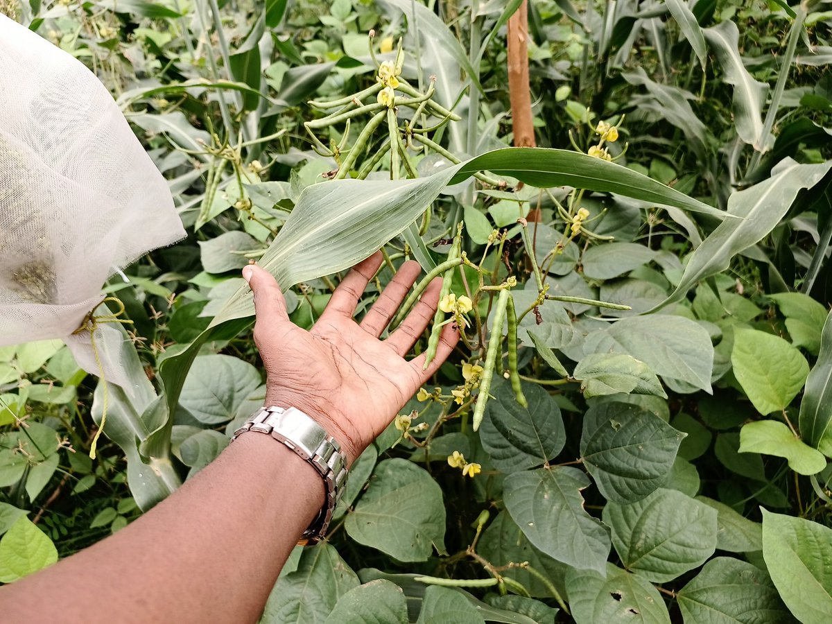 elhadjham's tweet photo. Le secteur #privé doit prendre ses responsabilités en investissement dans le domaine de l'#agriculture afin de tirer profit des grandes réalisations orientées vers le décollage de notre agriculture : #APRODAT, ouverture des marchés, facilité de subventions, formations. #Denyigban https://t.co/kb2rmLKxqX