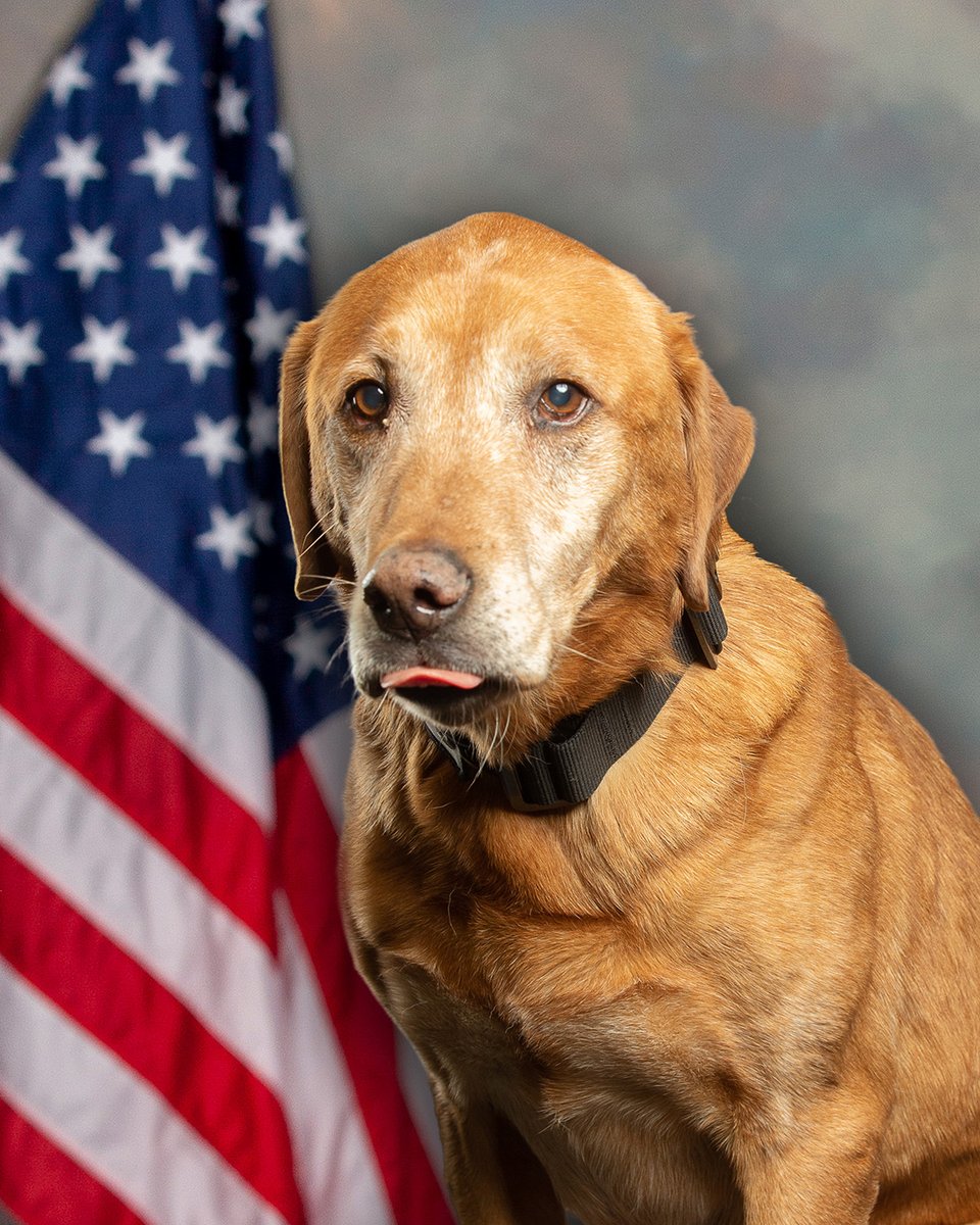 sumterscpolice's tweet photo. REST IN SERVICE: The #SumterPD family mourns the loss of K-9 Murphy, who died unexpectedly Sunday.
K-9 Murphy's service began in 2017 when he was assigned to his partner and handler Sgt. Cameron Bryant.
Together they are credited with numerous successful tracks.
#K9unit #SumterSC https://t.co/bkCOkMcKnJ